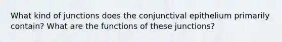 What kind of junctions does the conjunctival epithelium primarily contain? What are the functions of these junctions?