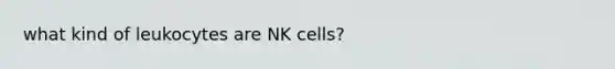 what kind of leukocytes are NK cells?