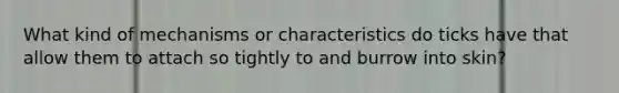 What kind of mechanisms or characteristics do ticks have that allow them to attach so tightly to and burrow into skin?