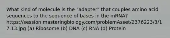 What kind of molecule is the "adapter" that couples amino acid sequences to the sequence of bases in the mRNA? https://session.masteringbiology.com/problemAsset/2376223/3/17.13.jpg (a) Ribosome (b) DNA (c) RNA (d) Protein