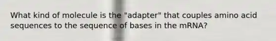 What kind of molecule is the "adapter" that couples amino acid sequences to the sequence of bases in the mRNA?