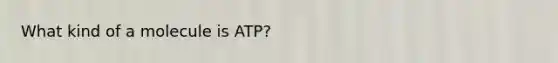 What kind of a molecule is ATP?