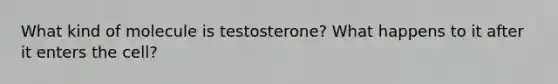 What kind of molecule is testosterone? What happens to it after it enters the cell?