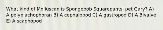 What kind of Molluscan is Spongebob Squarepants' pet Gary? A) A polyplachophoran B) A cephalopod C) A gastropod D) A Bivalve E) A scaphopod