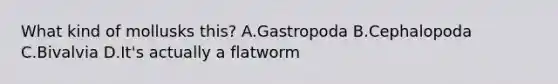 What kind of mollusks this? A.Gastropoda B.Cephalopoda C.Bivalvia D.It's actually a flatworm