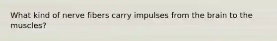 What kind of nerve fibers carry impulses from <a href='https://www.questionai.com/knowledge/kLMtJeqKp6-the-brain' class='anchor-knowledge'>the brain</a> to the muscles?