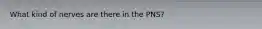 What kind of nerves are there in the PNS?
