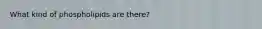What kind of phospholipids are there?