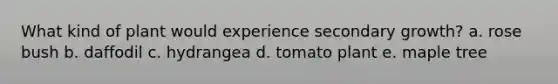 What kind of plant would experience secondary growth? a. rose bush b. daffodil c. hydrangea d. tomato plant e. maple tree