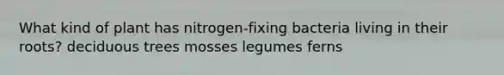 What kind of plant has nitrogen-fixing bacteria living in their roots? deciduous trees mosses legumes ferns