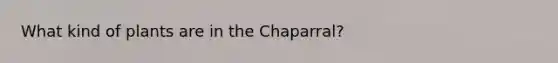 What kind of plants are in the Chaparral?