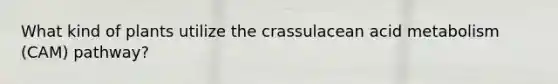 What kind of plants utilize the crassulacean acid metabolism (CAM) pathway?