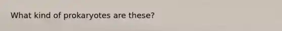 What kind of prokaryotes are these?