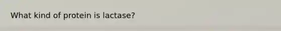 What kind of protein is lactase?