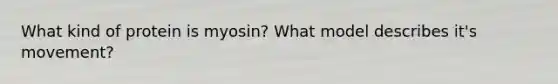 What kind of protein is myosin? What model describes it's movement?