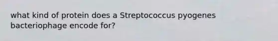 what kind of protein does a Streptococcus pyogenes bacteriophage encode for?