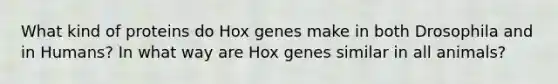 What kind of proteins do Hox genes make in both Drosophila and in Humans? In what way are Hox genes similar in all animals?