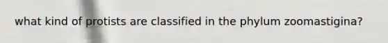 what kind of protists are classified in the phylum zoomastigina?