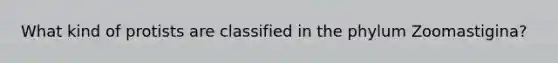 What kind of protists are classified in the phylum Zoomastigina?