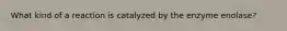 What kind of a reaction is catalyzed by the enzyme enolase?