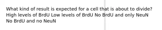 What kind of result is expected for a cell that is about to divide? High levels of BrdU Low levels of BrdU No BrdU and only NeuN No BrdU and no NeuN