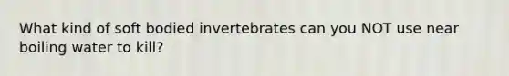 What kind of soft bodied invertebrates can you NOT use near boiling water to kill?