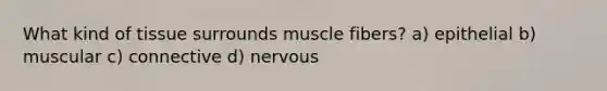 What kind of tissue surrounds muscle fibers? a) epithelial b) muscular c) connective d) nervous