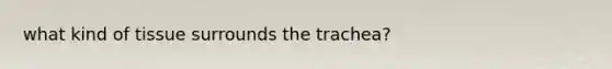 what kind of tissue surrounds the trachea?