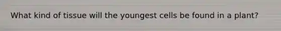 What kind of tissue will the youngest cells be found in a plant?