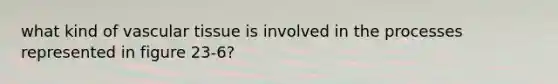 what kind of <a href='https://www.questionai.com/knowledge/k1HVFq17mo-vascular-tissue' class='anchor-knowledge'>vascular tissue</a> is involved in the processes represented in figure 23-6?