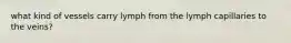 what kind of vessels carry lymph from the lymph capillaries to the veins?