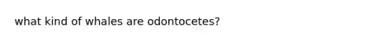 what kind of whales are odontocetes?