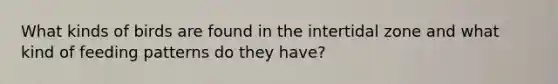 What kinds of birds are found in the intertidal zone and what kind of feeding patterns do they have?