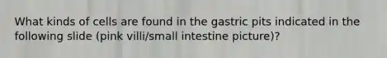 What kinds of cells are found in the gastric pits indicated in the following slide (pink villi/small intestine picture)?