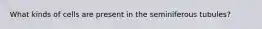 What kinds of cells are present in the seminiferous tubules?