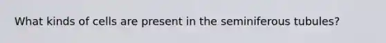 What kinds of cells are present in the seminiferous tubules?