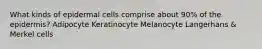 What kinds of epidermal cells comprise about 90% of the epidermis? Adipocyte Keratinocyte Melanocyte Langerhans & Merkel cells