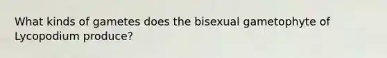 What kinds of gametes does the bisexual gametophyte of Lycopodium produce?