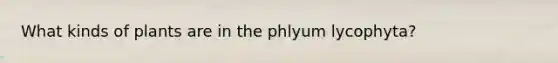 What kinds of plants are in the phlyum lycophyta?