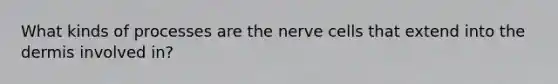 What kinds of processes are the nerve cells that extend into the dermis involved in?