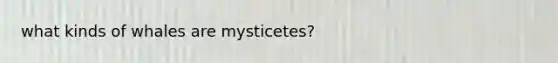 what kinds of whales are mysticetes?