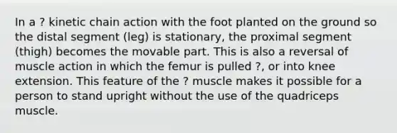 In a ? kinetic chain action with the foot planted on the ground so the distal segment (leg) is stationary, the proximal segment (thigh) becomes the movable part. This is also a reversal of muscle action in which the femur is pulled ?, or into knee extension. This feature of the ? muscle makes it possible for a person to stand upright without the use of the quadriceps muscle.