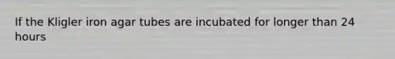 If the Kligler iron agar tubes are incubated for longer than 24 hours