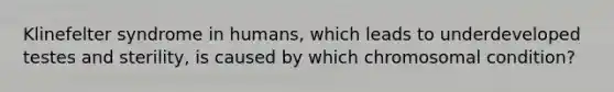 Klinefelter syndrome in humans, which leads to underdeveloped testes and sterility, is caused by which chromosomal condition?