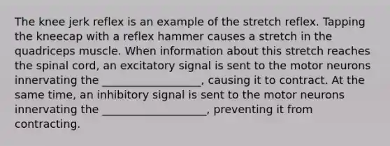 The knee jerk reflex is an example of the stretch reflex. Tapping the kneecap with a reflex hammer causes a stretch in the quadriceps muscle. When information about this stretch reaches the spinal cord, an excitatory signal is sent to the motor neurons innervating the __________________, causing it to contract. At the same time, an inhibitory signal is sent to the motor neurons innervating the ___________________, preventing it from contracting.