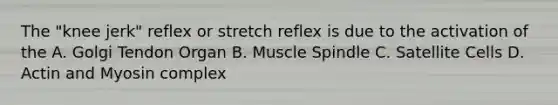 The "knee jerk" reflex or stretch reflex is due to the activation of the A. Golgi Tendon Organ B. Muscle Spindle C. Satellite Cells D. Actin and Myosin complex