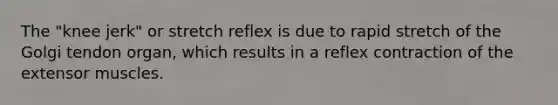 The "knee jerk" or stretch reflex is due to rapid stretch of the Golgi tendon organ, which results in a reflex contraction of the extensor muscles.