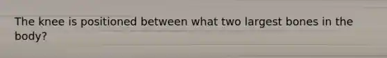 The knee is positioned between what two largest bones in the body?