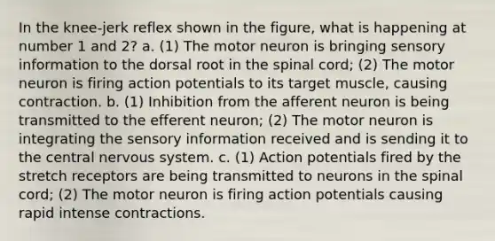 In the knee-jerk reflex shown in the figure, what is happening at number 1 and 2? a. (1) The motor neuron is bringing sensory information to the dorsal root in the spinal cord; (2) The motor neuron is firing action potentials to its target muscle, causing contraction. b. (1) Inhibition from the afferent neuron is being transmitted to the efferent neuron; (2) The motor neuron is integrating the sensory information received and is sending it to the central nervous system. c. (1) Action potentials fired by the stretch receptors are being transmitted to neurons in the spinal cord; (2) The motor neuron is firing action potentials causing rapid intense contractions.