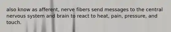 also know as afferent, nerve fibers send messages to the central nervous system and brain to react to heat, pain, pressure, and touch.